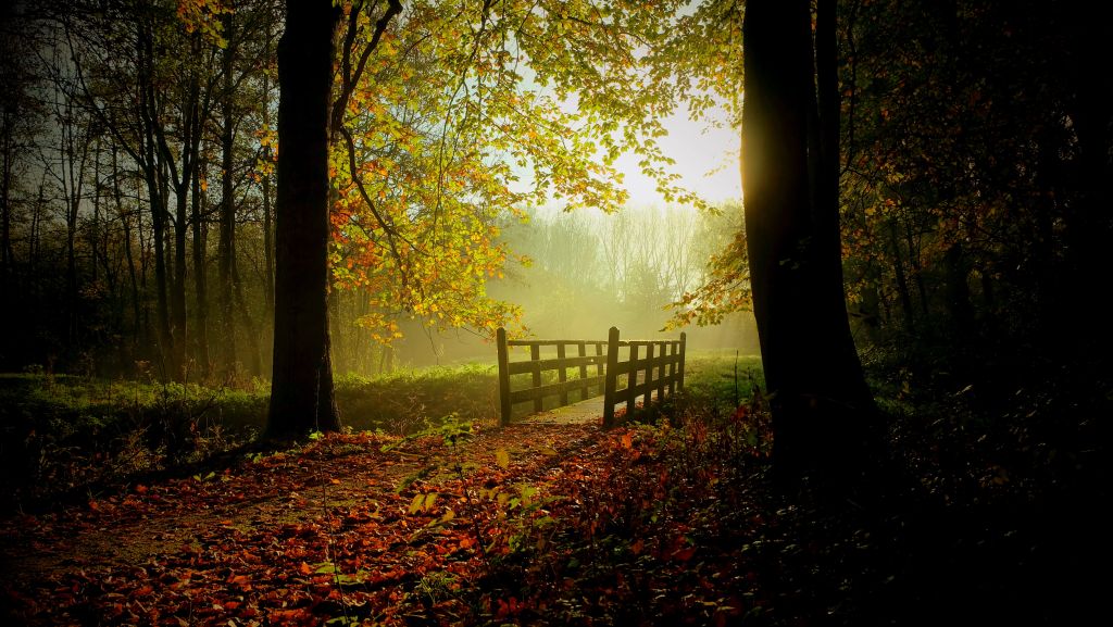 Осень, Деревья, Темный Лес, Солнце, HD, 2K, 4K