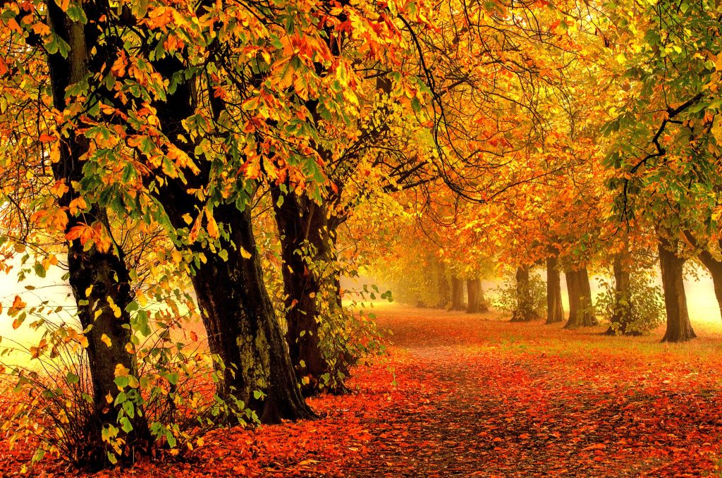 Осень, Парк, Лес, Листья, HD, 2K, 4K