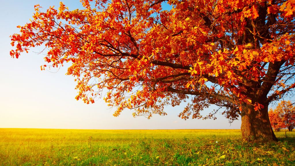 Осень, Дерево, Листья, Поле, Трава, HD, 2K, 4K, 5K