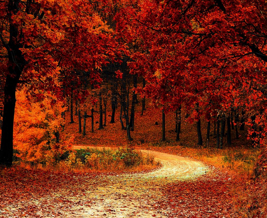 Осень, Парк, Осенняя Листва, HD, 2K, 4K, 5K