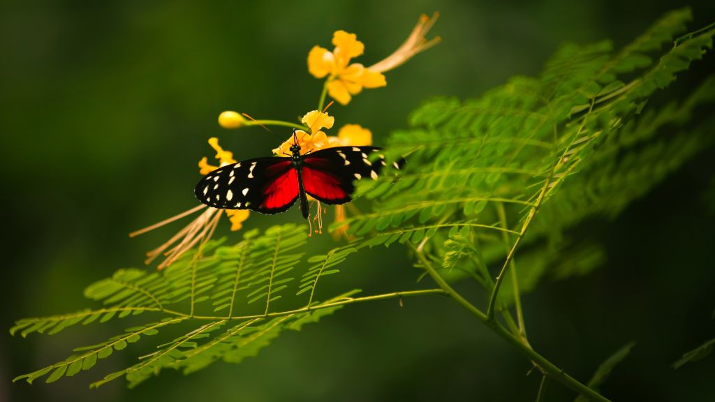 Красивая Бабочка, Красные Крылья, Зеленый Фон, Дикая Природа, Желтые Цветы, Насекомые, HD, 2K, 4K