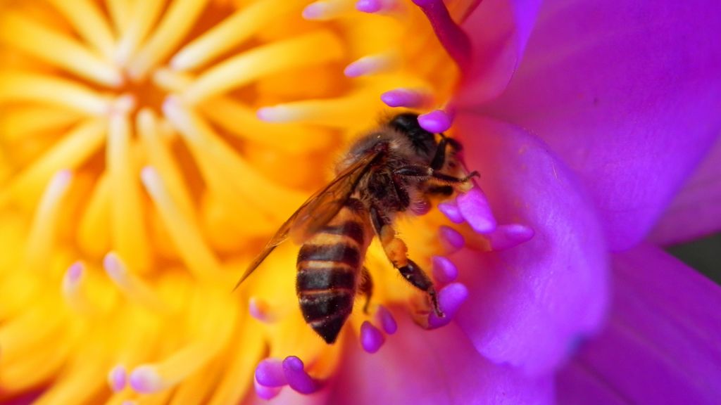 Пчела, Цветок, Красный, Насекомые, HD, 2K, 4K