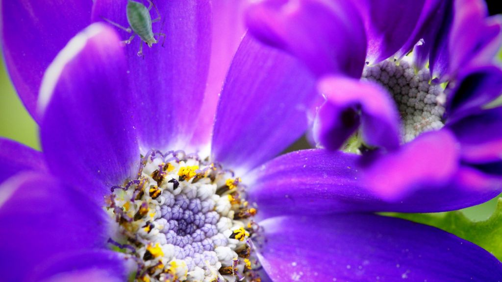 Пчела, Фиолетовый, Цветок, Желтый, Насекомые, HD, 2K, 4K