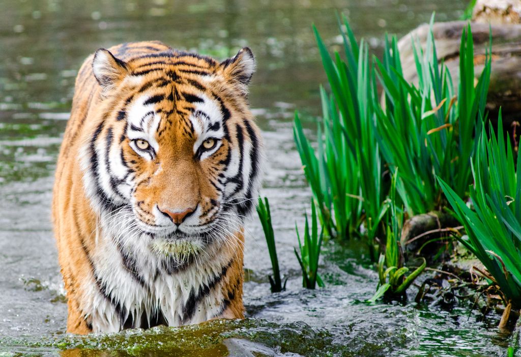 Бенгальский Тигр, HD, 2K