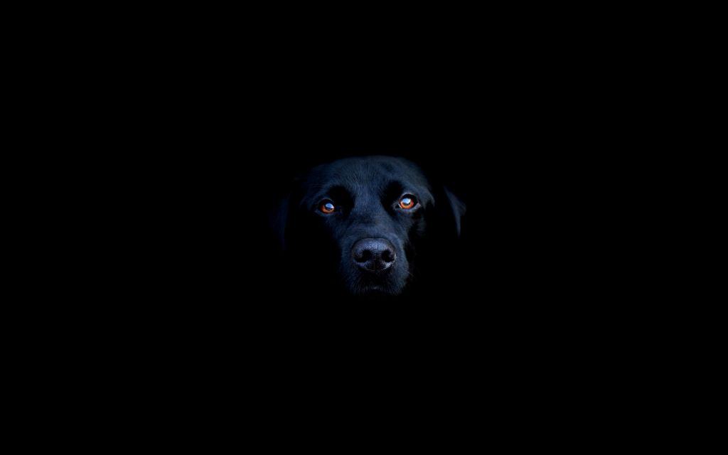 Черный Лабрадор, Лабрадор Ретривер, Порода Собак, Темный, HD, 2K