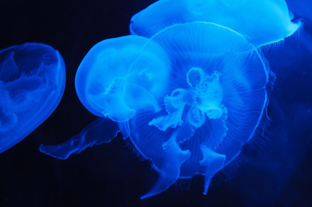 Синяя Медуза, Подводная, HD, 2K, 4K