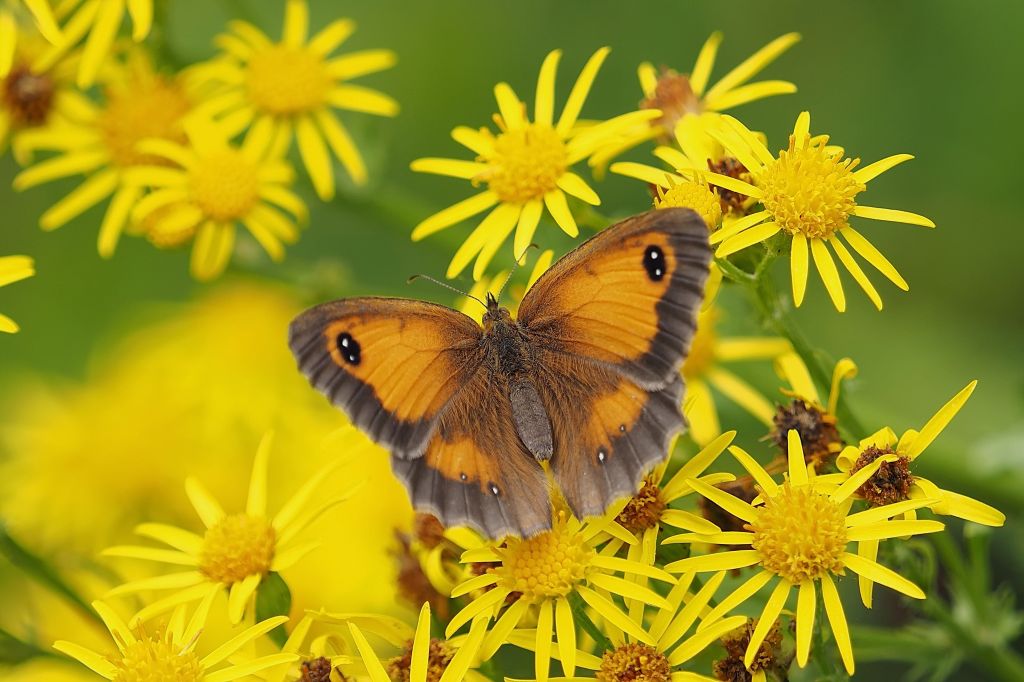 Бабочка, Желтые Цветы, 4К, HD, 2K, 4K