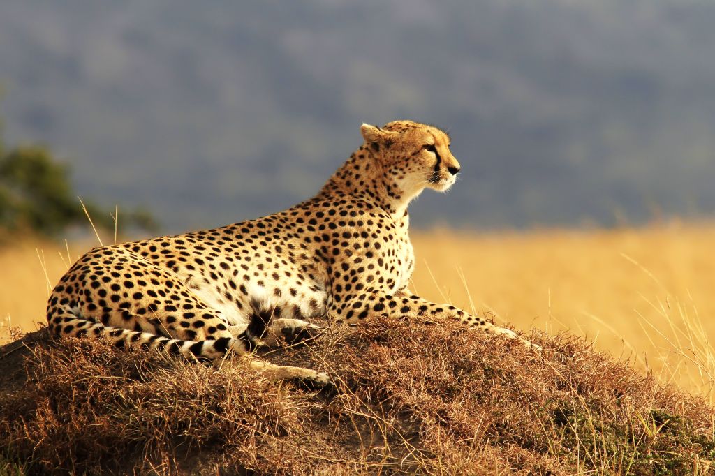 Гепард, Масаи Мара, Национальный Заповедник, Кения, Сафари, HD, 2K, 4K