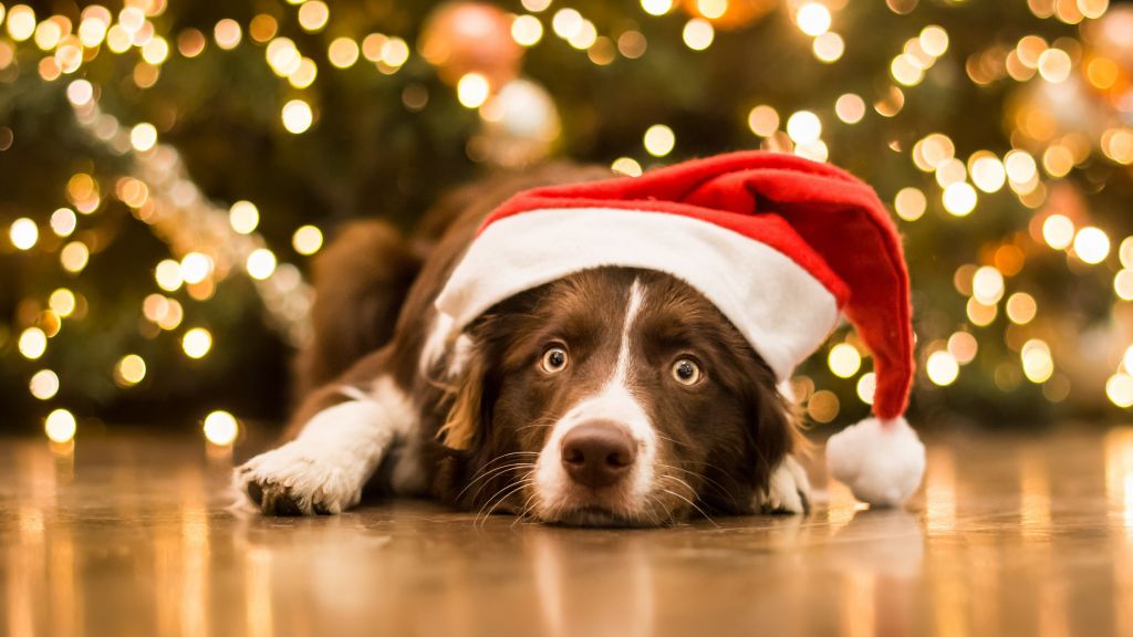 Рождество, Новый Год, Dog, Cute Animals, HD, 2K, 4K, 5K