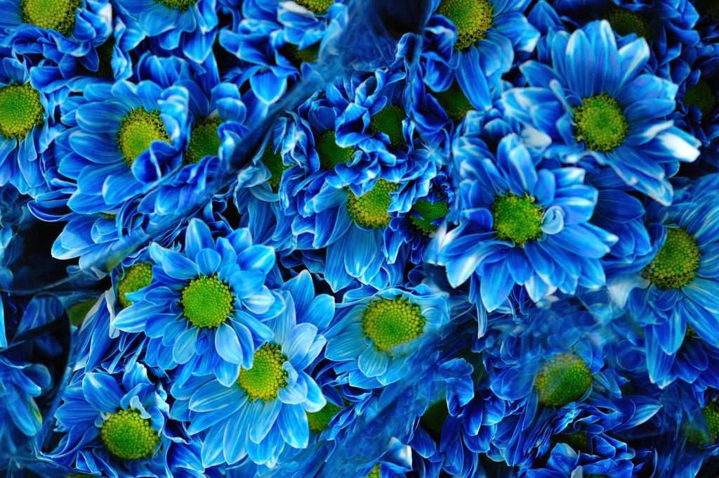 Хризантемы, Синие Цветы, Букет, 4К, HD, 2K, 4K