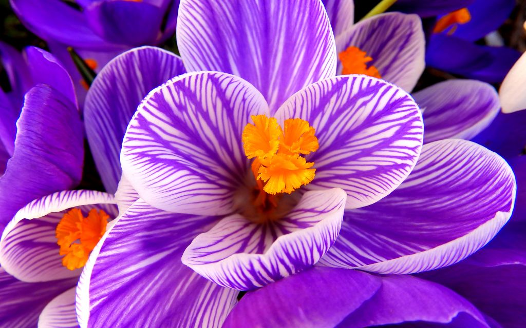 Крокус Цветок, Пурпурный Цветок, HD, 2K
