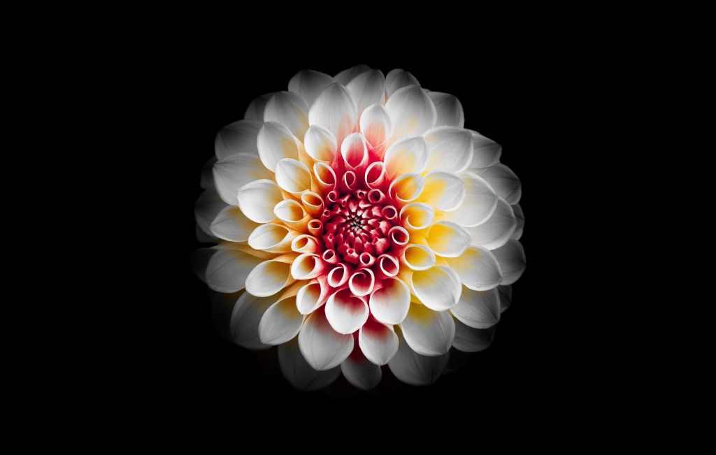 Цветок Дахила, Белый, Темный Фон, HD, 2K, 4K