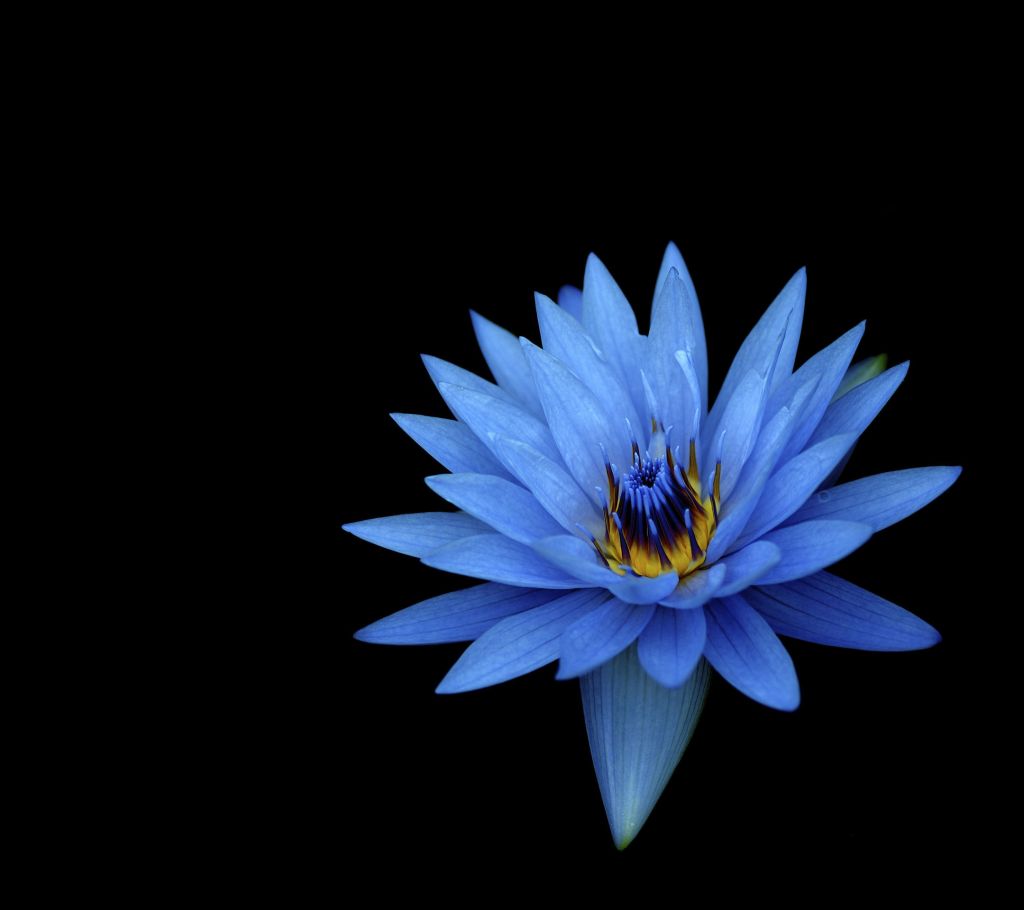 Цветы Георгина, Синие Цветы, Темный Фон, HD, 2K