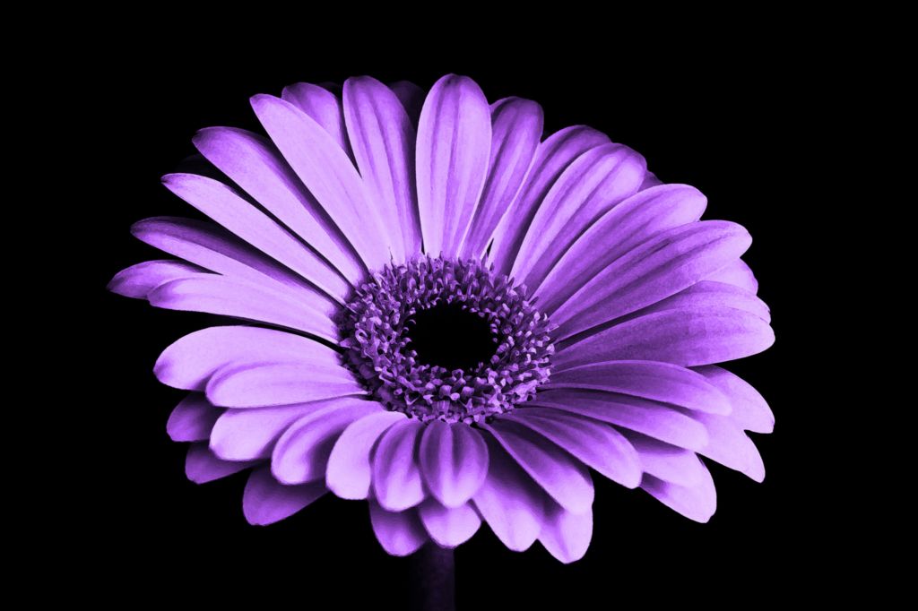 Цветок Ромашка, Фиолетовый, HD, 2K, 4K, 5K