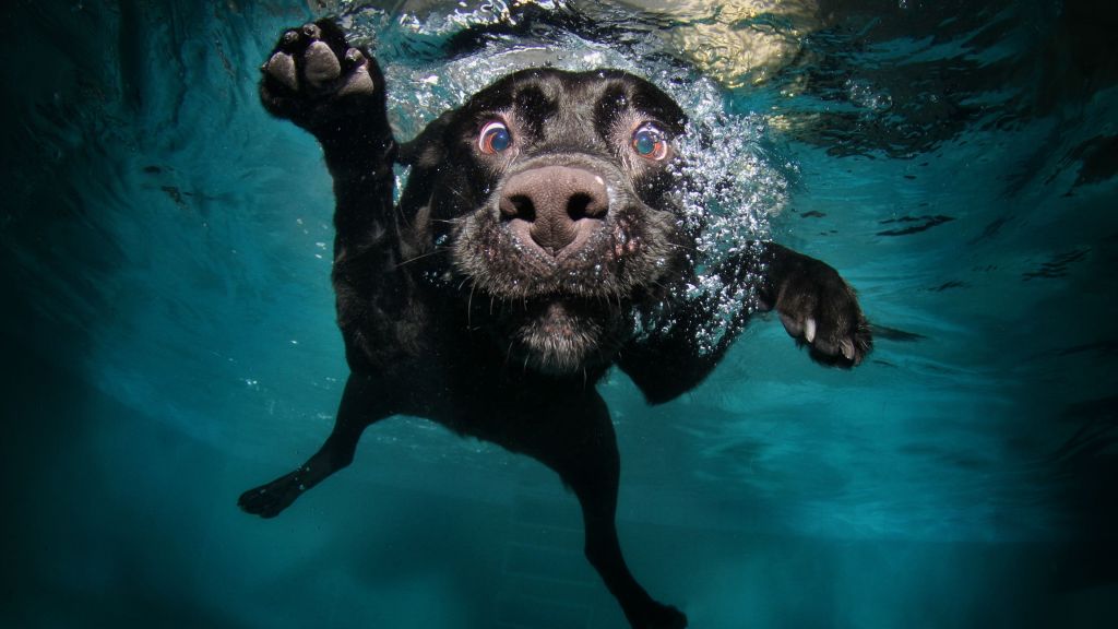 Собака, Щенок, Черный, Подводный, Смешной, Животное, Домашнее Животное, Водяные Пузыри, HD, 2K, 4K