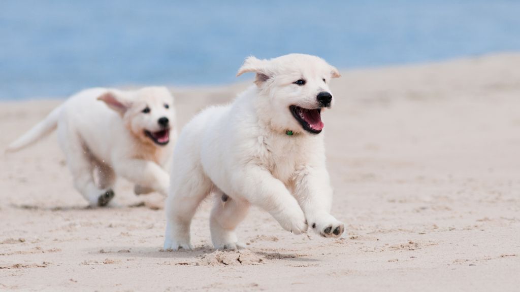 Собака, Щенок, Белый, Животное, Домашнее Животное, Пляж, Песок, Море, HD, 2K, 4K, 5K