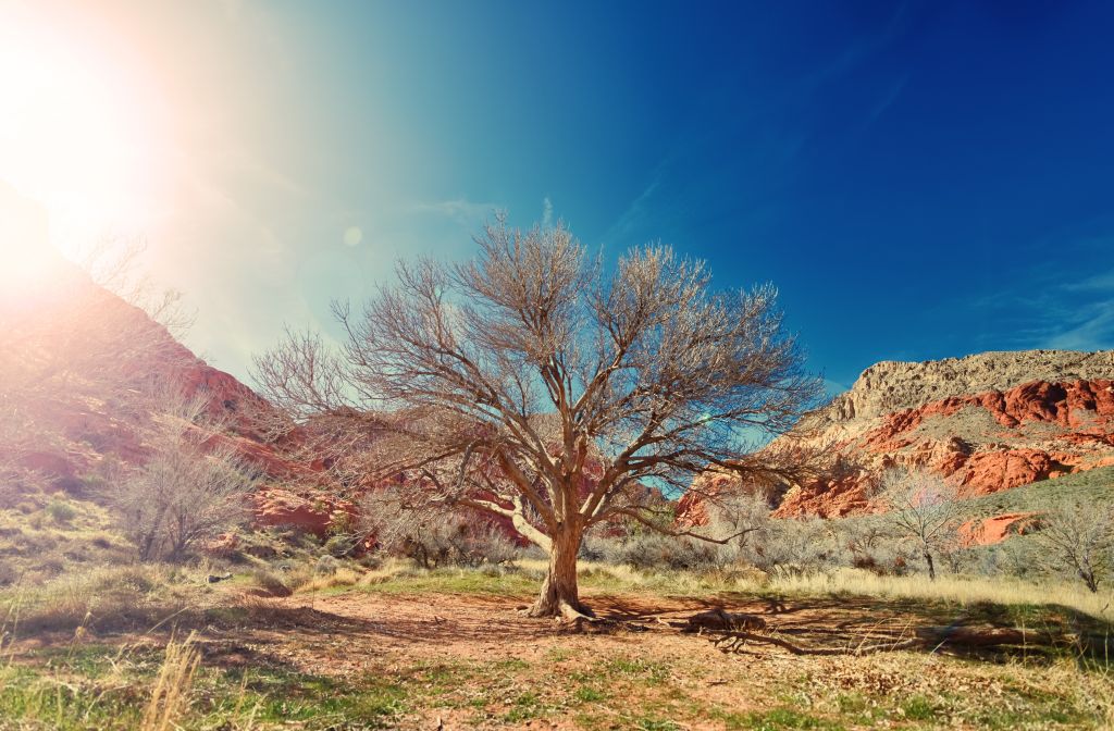 Сухое Дерево, Пустыня, Солнечный Свет, 4К, 8К, HD, 2K, 4K, 5K