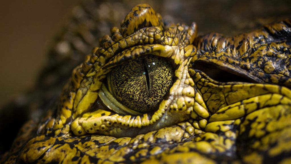 Глаз Крокодила, Дикие Глаза, Рептилии, HD, 2K, 4K