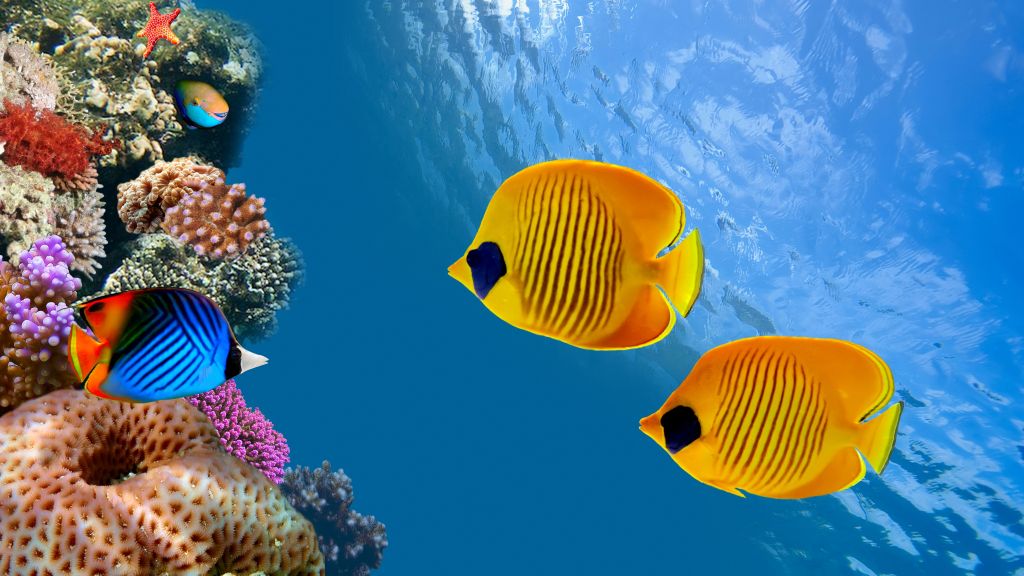 Fish, 4K Wallpaper, Diving, Tourism, Cocos Island, Costa Rica, Magnetic Island, Australia, Ambergris Caye, Лучшие Места Для Дайвинга В Мире, HD, 2K, 4K, 5K