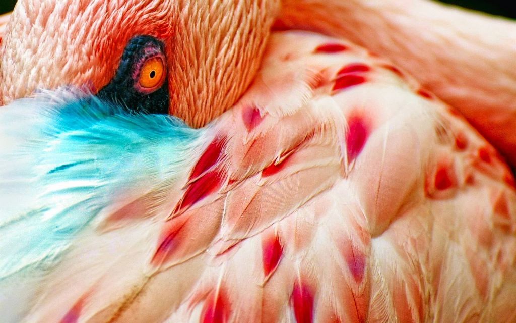 Фламинго, Болотная Птица, HD, 2K