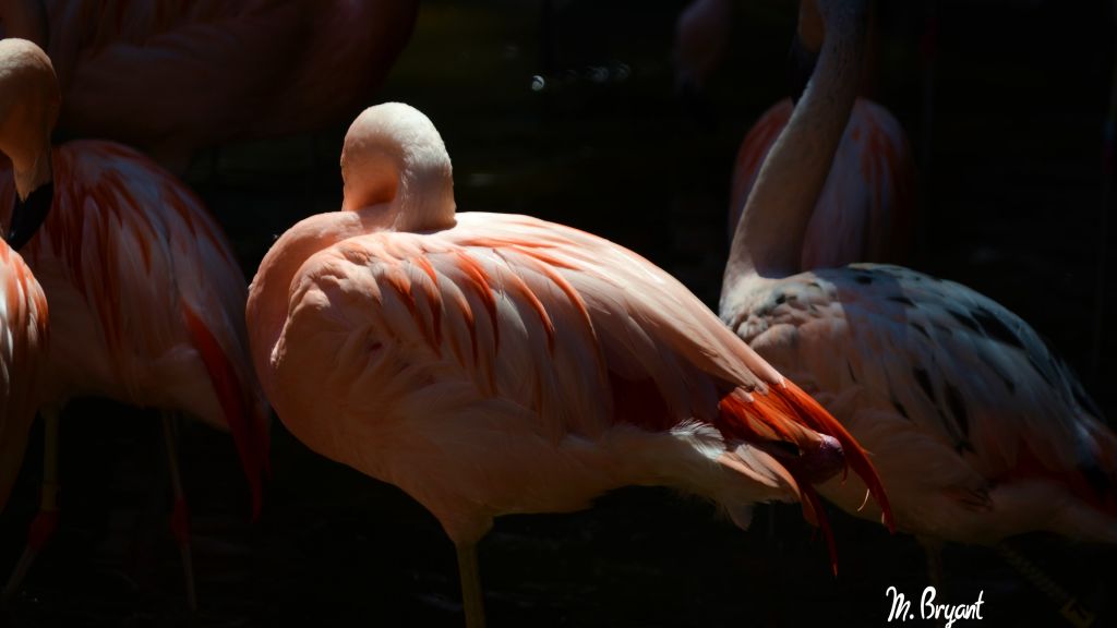Фламинго, Солнце Диего, Зоопарк, Птица, Красный, Оперение, Туризм, Пруд, HD, 2K, 4K