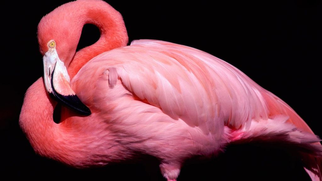 Фламинго, Милые Животные, Розовый, HD, 2K, 4K