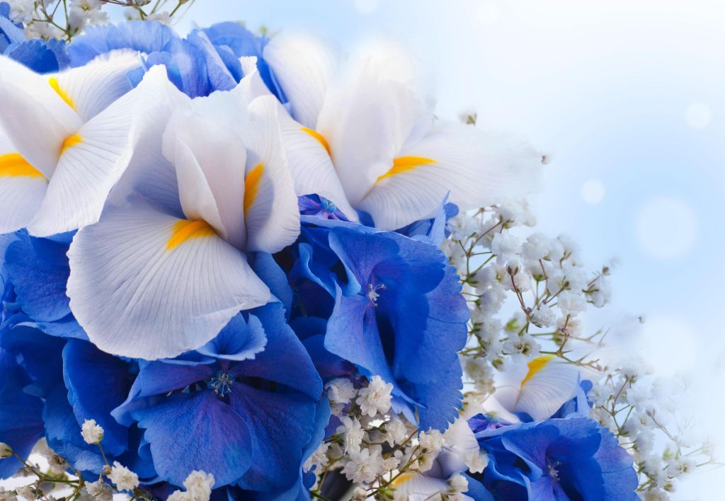 Букет Цветов, Голубые Гортензии, Цветы Ириса, Белый, Синий, HD, 2K, 4K