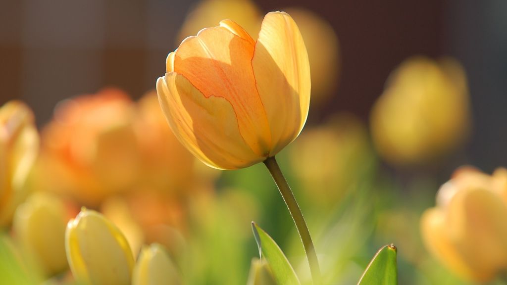 Цветы, Тюльпаны, Желтые, Весна, HD, 2K