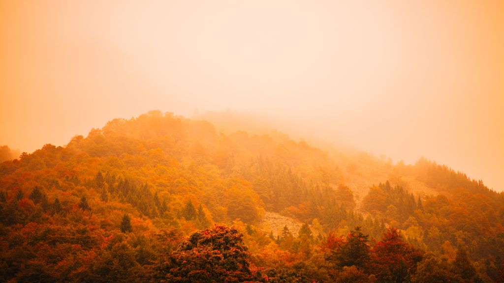 Туман, Осень, Лес, Гора, HD, 2K, 4K, 5K