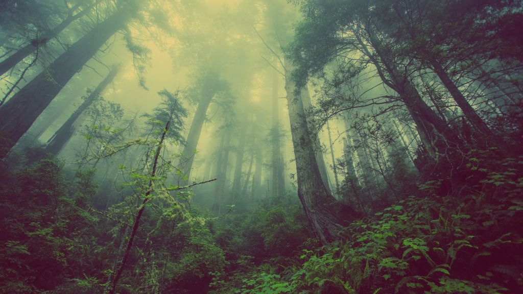 Лес, Туман, Деревья, Туман, Зеленый, HD, 2K, 4K