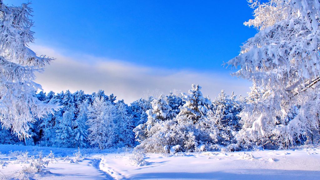 Лес, Деревья, Снег, Зима, HD, 2K, 4K