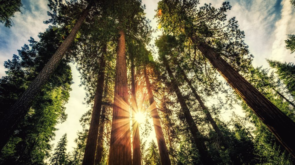Лес, Деревья, Солнечный Свет, HD, 2K, 4K