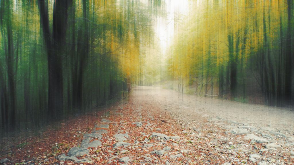 Лес, Путь, Листва, Осень, Размыто, HD, 2K, 4K