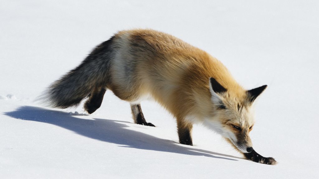 Fox, Cute Animals, Winter, Snow, Лиса, Милые Животные, Winter, Snow, HD, 2K, 4K, 5K