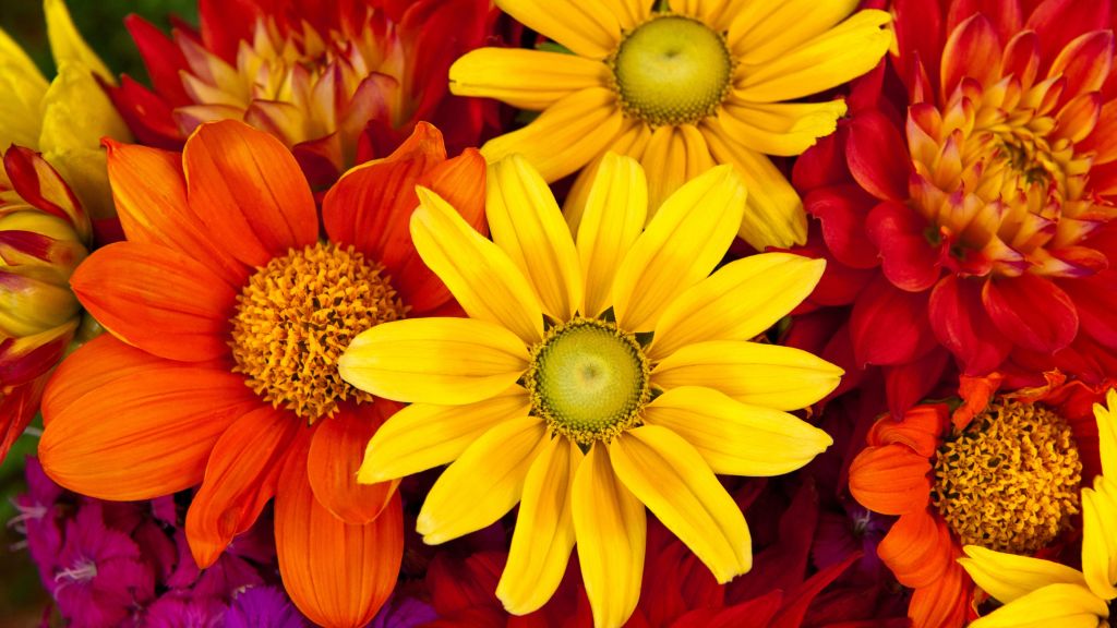 Гербера, Осень, Цветок, Разноцветный, Букет Цветов, HD, 2K, 4K