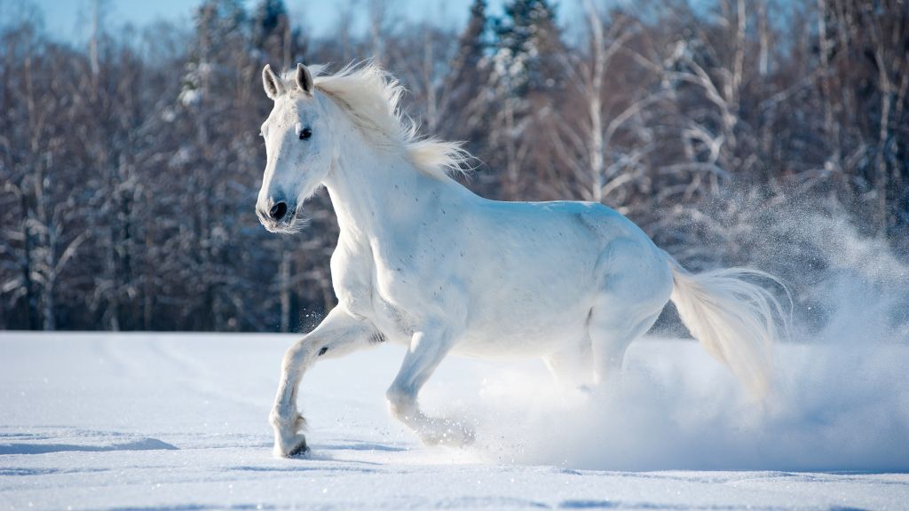 Лошадь, Милые Животные, Снег, Зима, HD, 2K, 4K, 5K