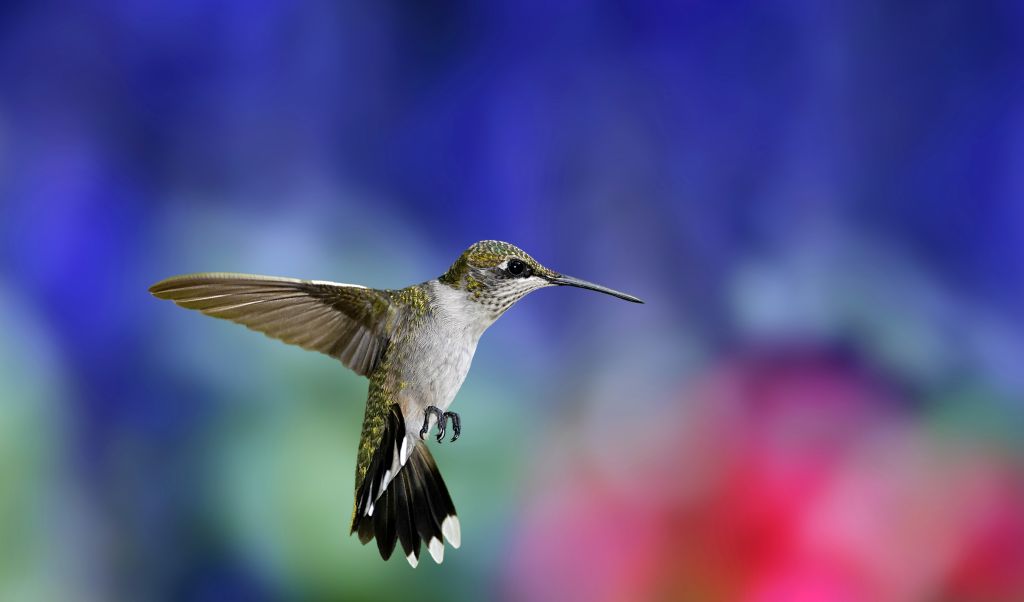 Hummingbird, HD, 2K