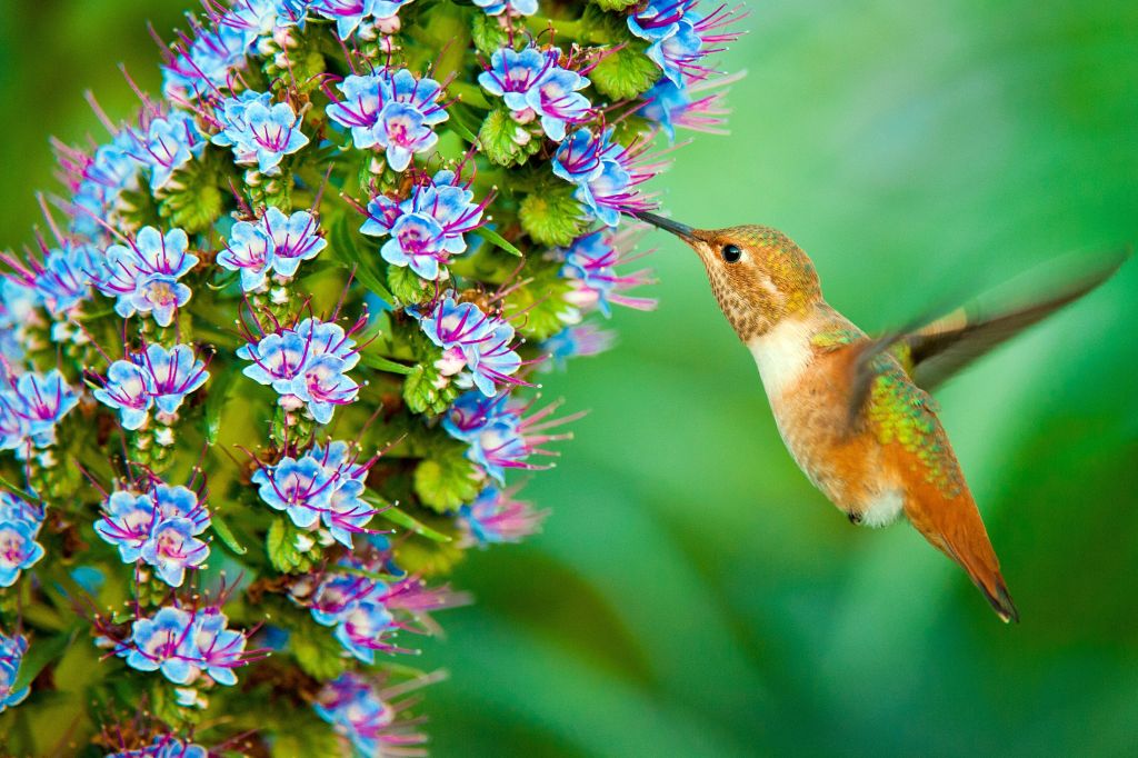 Hummingbird, HD, 2K
