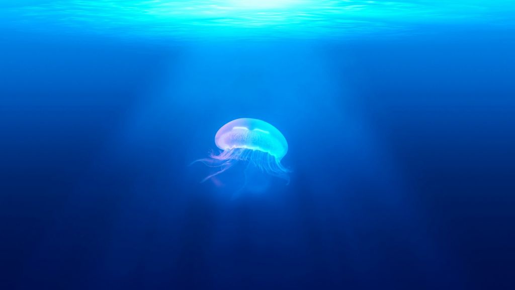 Медуза, Подводная, HD, 2K