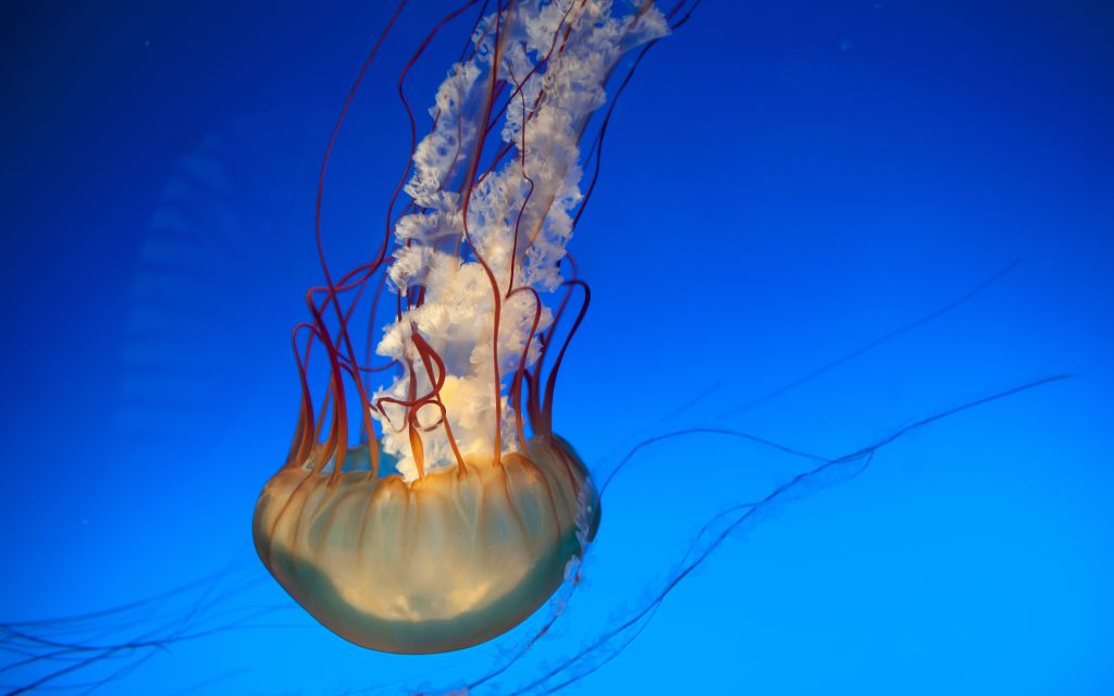Медуза, Подводный, Глубокий Океан, HD, 2K, 4K, 5K