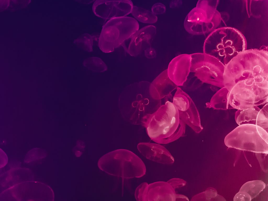 Медузы, Розовый, Подводный, HD, 2K, 4K, 5K
