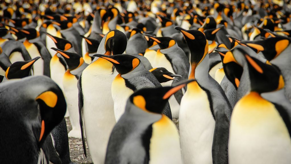 Королевские Пингвины, Южная Джорджия, Птицы, Sony World Photography Awards 2015, HD, 2K, 4K, 5K