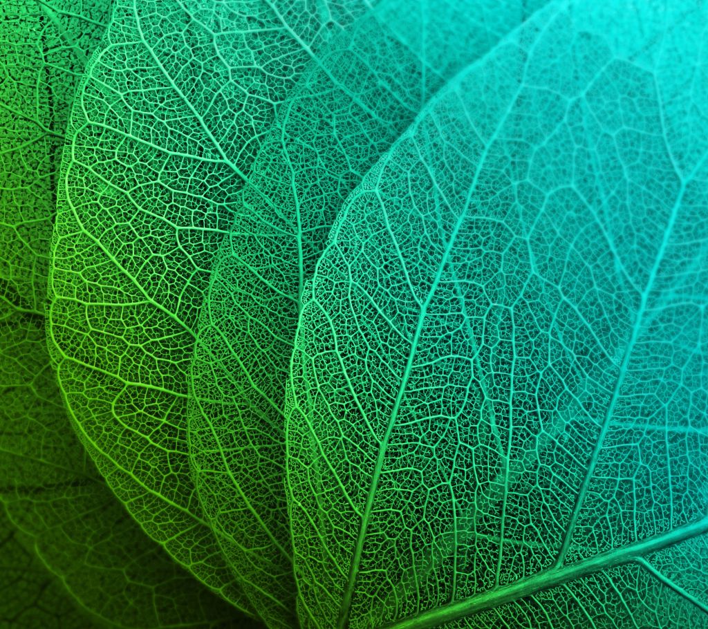 Листья, Зеленый, HD, 2K