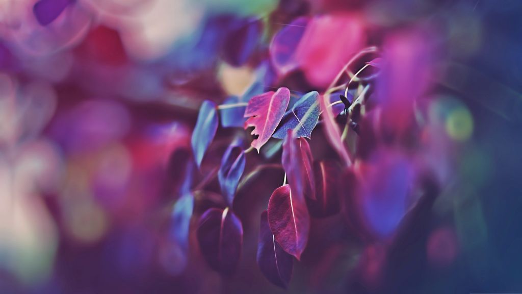Листья, Макро, Фиолетовый, Leaves, 4K Wallpaper, Macro, Purple, HD, 2K, 4K