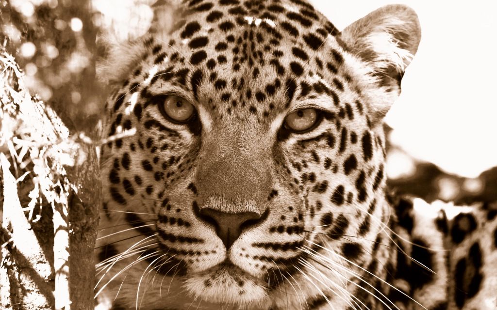 Леопард, Дикая Природа, Южная Африка, Крупным Планом, HD, 2K