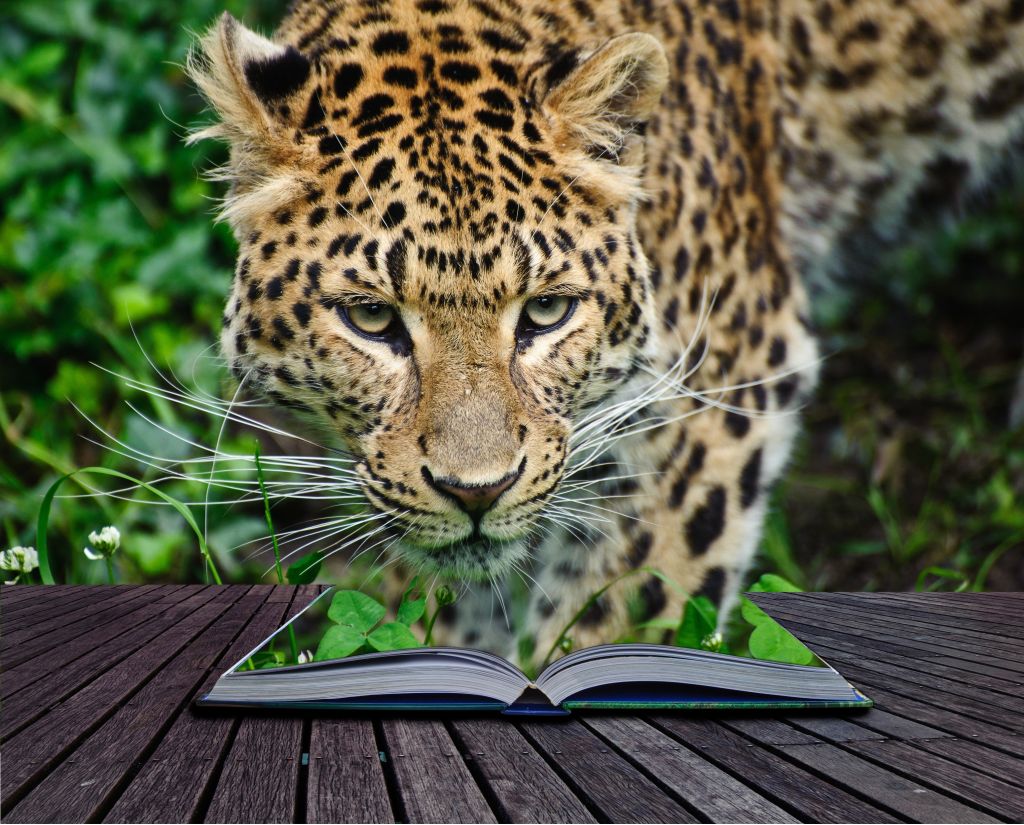 Leopard, Book, HD, 2K