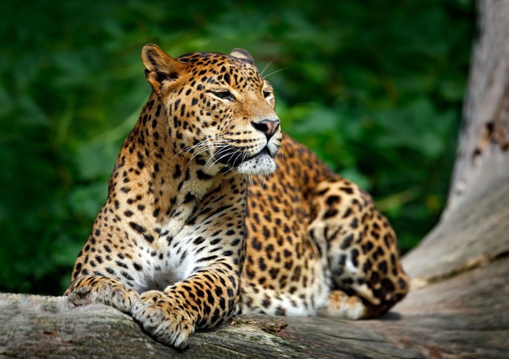 Леопард, Дикие Животные, HD, 2K, 4K