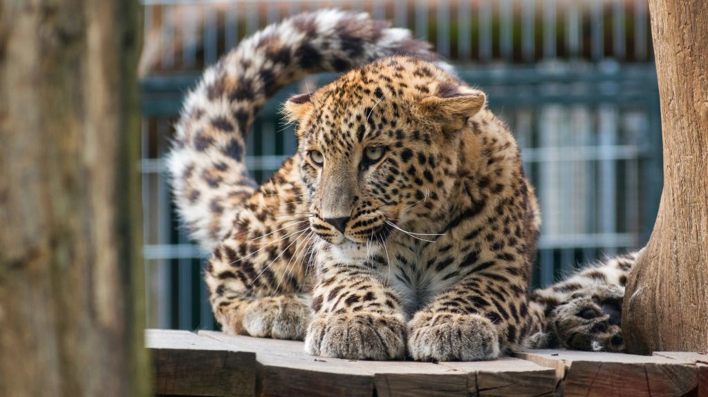 Леопард, Большая Кошка, 4К, HD, 2K, 4K