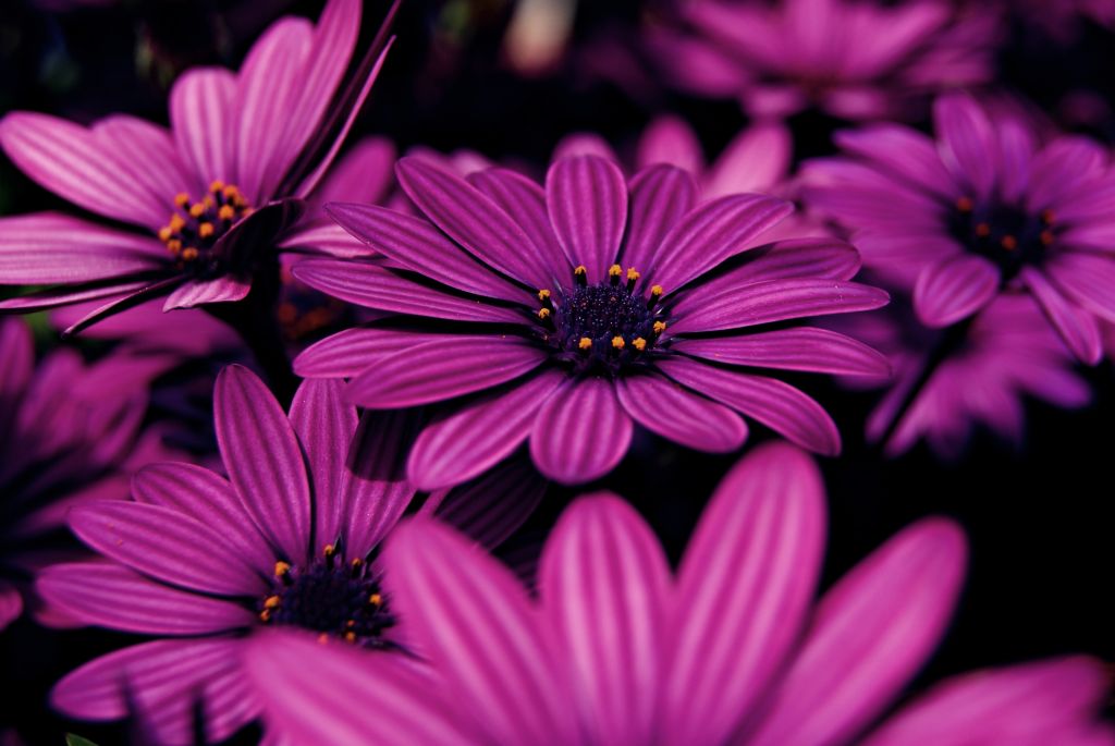 Сиреневые Цветы, Фиолетовый, HD, 2K, 4K