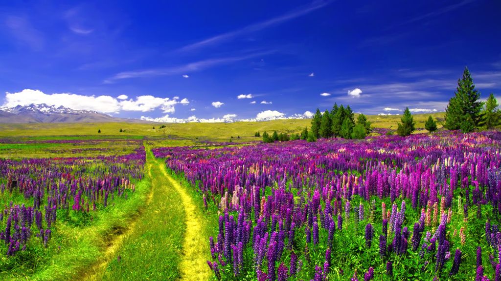 Поле Люпина, Европейские Цветы, Тропа, Фиолетовый Люпин, HD, 2K, 4K